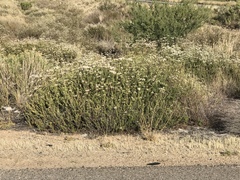 Eriogonum fasciculatum foliolosum