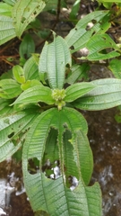 Miconia bracteata