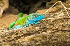 Cnemidophorus ruatanus