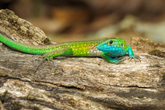 Cnemidophorus ruatanus