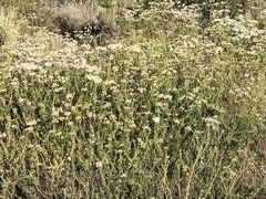 Eriogonum fasciculatum foliolosum
