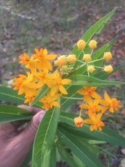 Asclepias curassavica image