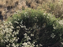 Eriogonum fasciculatum foliolosum