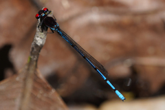 Argia cupraurea