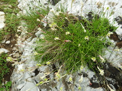 Silene parnassica