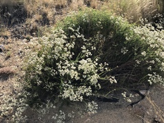 Eriogonum fasciculatum foliolosum