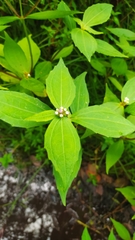 Ichthyothere granvillei