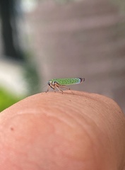 Versigonalia vermiculata