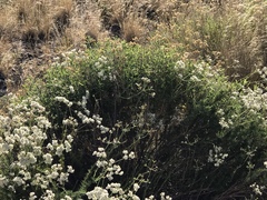 Eriogonum fasciculatum foliolosum