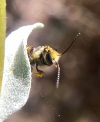 Acunomia