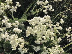 Eriogonum fasciculatum foliolosum