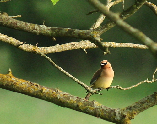 Cedar Waxwing photographed in Arkansas