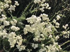 Eriogonum fasciculatum foliolosum