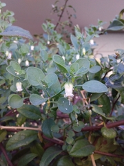 Salpichroa origanifolia