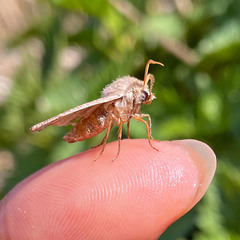 Orthosia cruda
