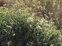 Eriogonum fasciculatum foliolosum