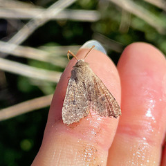 Orthosia cruda