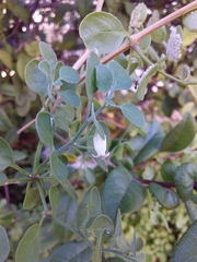 Salpichroa origanifolia