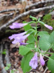 Clinopodium grandiflorum