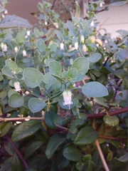 Salpichroa origanifolia