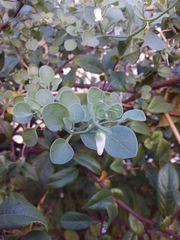 Salpichroa origanifolia