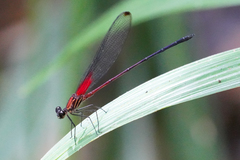 Hetaerina fuscoguttata