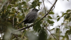 Dumetella carolinensis image