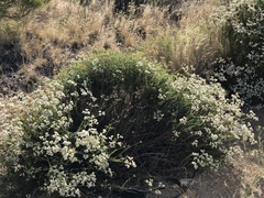 Eriogonum fasciculatum foliolosum