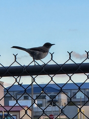 Mimus polyglottos image