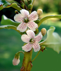 Myoporum semotum