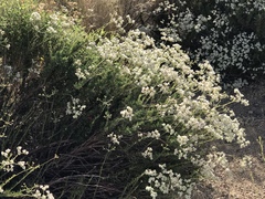 Eriogonum fasciculatum foliolosum