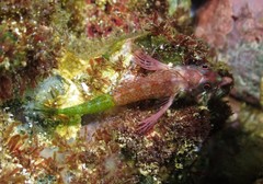 Enneapterygius similis