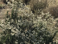 Eriogonum fasciculatum foliolosum