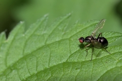Nemopoda