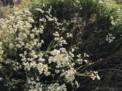 Eriogonum fasciculatum foliolosum