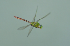 Anax concolor