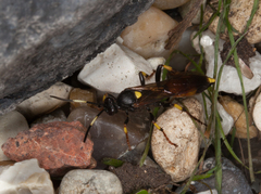 Ichneumon stramentor