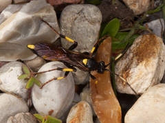 Ichneumon stramentor