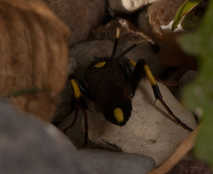 Ichneumon stramentor