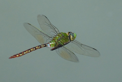 Anax concolor