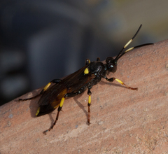 Ichneumon stramentor