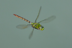 Anax concolor