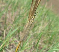 Myrmecaelurus trigrammus