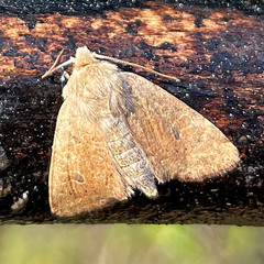 Orthosia cruda