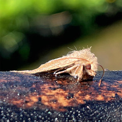 Orthosia cruda