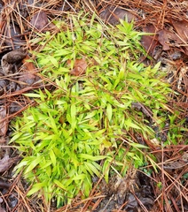 Dichanthelium strigosum