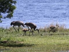 Grus canadensis image