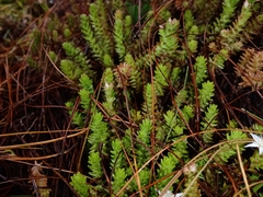 Sedum moranense
