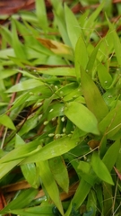 Dichanthelium strigosum