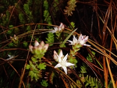 Sedum moranense